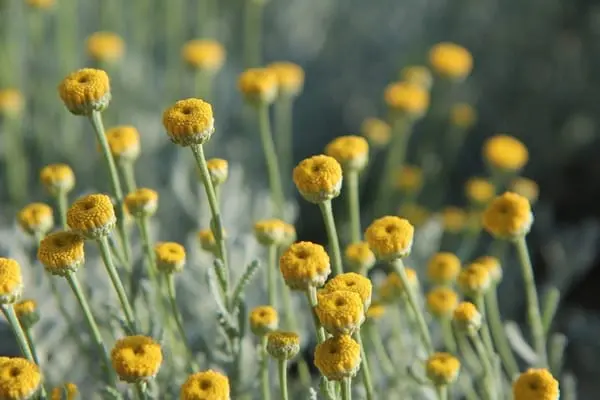 Plants That Like Full Sun And Heat Webp Net Resizeimage 11 - Garden Express Australia