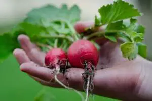 Discover The Joy Of Sustainable Gardening: Practical Tips For Every Gardener Webp Net Resizeimage 3 - Garden Express Australia