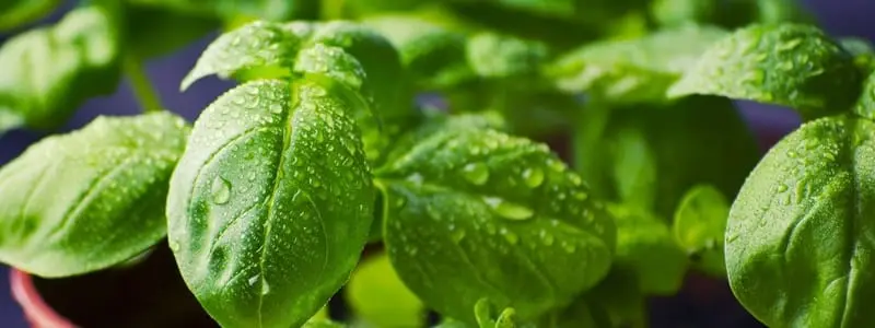 What To Grow Near Basil: Companion Plants Webp Net Resizeimage 5 - Garden Express Australia