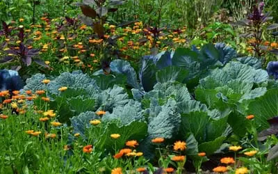 What To Grow Near Basil: Companion Plants Webp Net Resizeimage 7 - Garden Express Australia