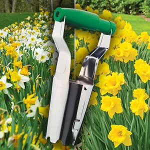 Daffodil Pre Order Crazy Combo Pack – 100 Bulbs And Planter