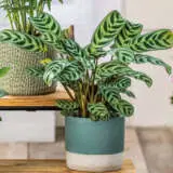 Ctenanthe Burle Marxii P13ctebmx - Garden Express Australia