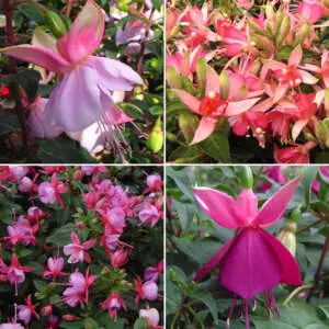 The Best Hanging Plants To Liven Up Your Garden & Home Gurus Fuchsia Collection 6 Vigorous Single Upright 2022 Colgurfc6 - Garden Express Australia