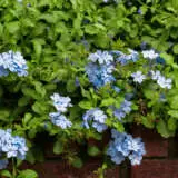 Plumbago Blue P68plublu - Garden Express Australia