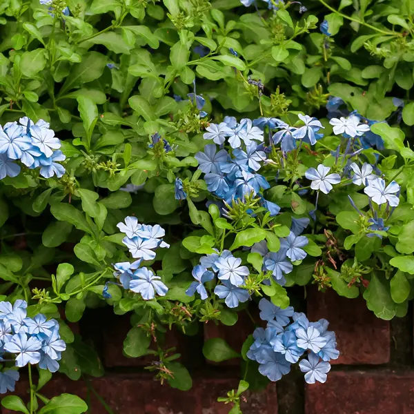 Plumbago Blue