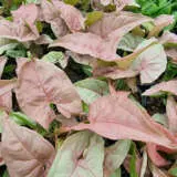 Syngonium Neon P10synneo - Garden Express Australia