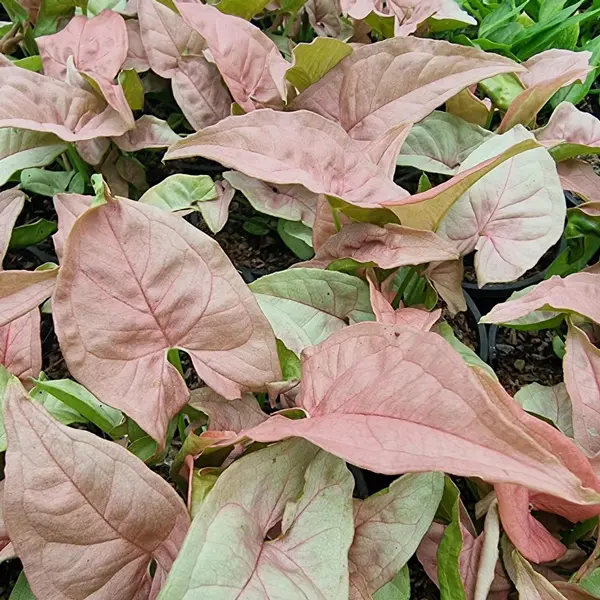 Syngonium Neon Syngonium Neon