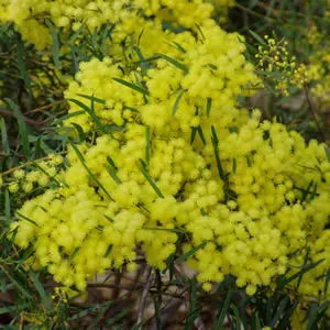 Acacia Fimbriata Dwarf