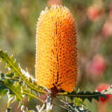 Banksia Ashbyi Dwarf Pplbanadw - Garden Express Australia