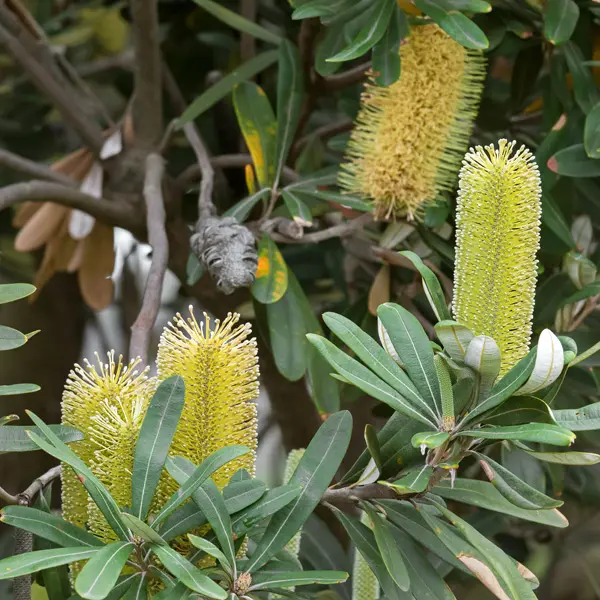 Banksia Growing Guide Banksia Roller Coaster Pplbanrco - Garden Express Australia