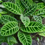 Calathea Zebrina Pplcalzeb - Garden Express Australia