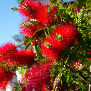 Callistemon Rhapsody In Red Pplcalrir - Garden Express Australia