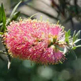 Callistemon Sugar Candy Pplcalsca - Garden Express Australia