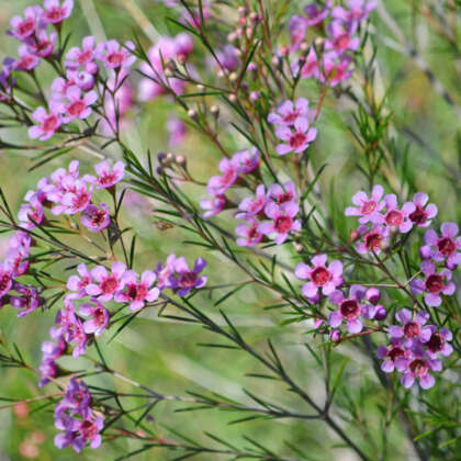 Chamelaucium Wax Flower Spring Violet Pplchawsv - Garden Express Australia