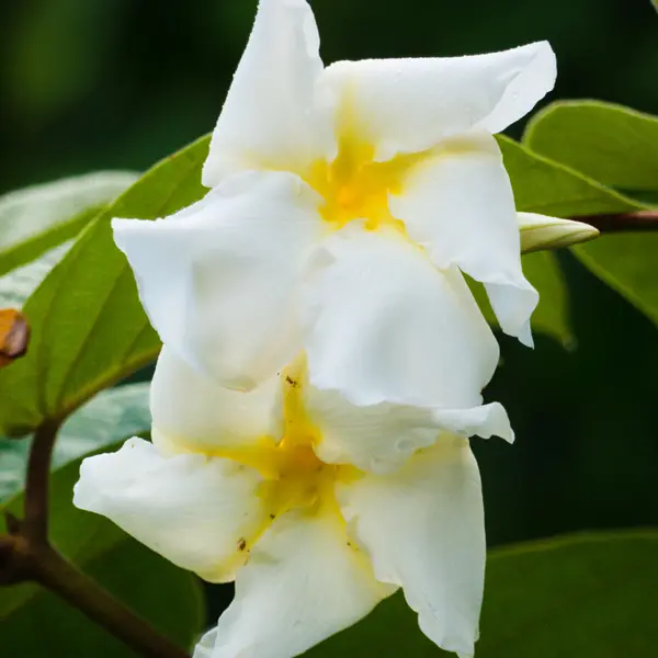 Climbing Frangipani