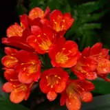 Clivia Belgian Hybrid Pplclibhy - Garden Express Australia