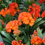 Clivia Orange Pplcliora - Garden Express Australia