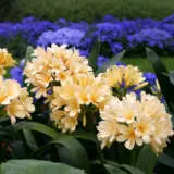 Clivia Yellow Pplcliyel 2021 - Garden Express Australia