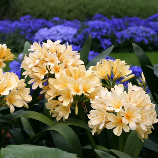 Clivia Yellow