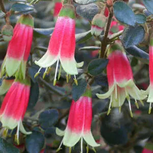 Best Flowers To Plant In Winter Australia Correa Canberra Bells Pplcorcbe - Garden Express Australia