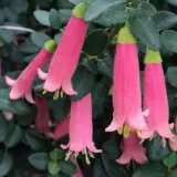 Correa Little Cate Pplcorlca - Garden Express Australia