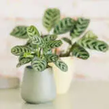 Ctenanthe Burle Marxii Pplctebma - Garden Express Australia