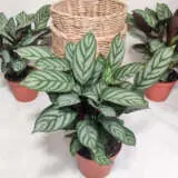 Ctenanthe Setosa Pplcteset - Garden Express Australia