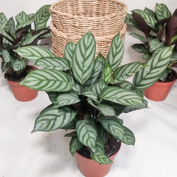 Ctenanthe Setosa Ctenanthe Setosa