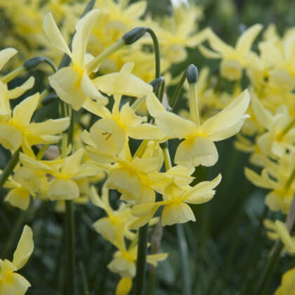 Daffodil Hawera