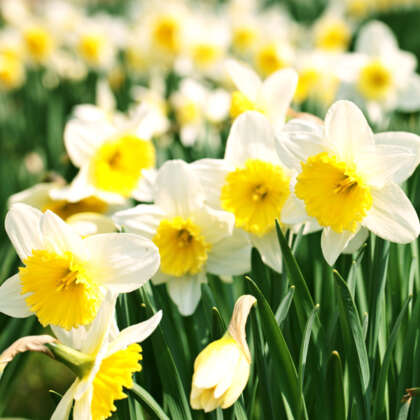 Daffodil Money Maker