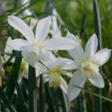Daffodil Thalia
