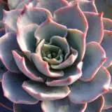 Succulents Varieties