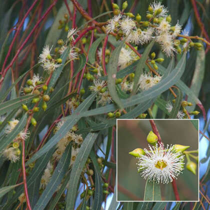 Eucalyptus Scoparia