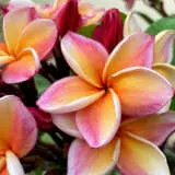 Frangipani Tricolour Pplfratr200 - Garden Express Australia