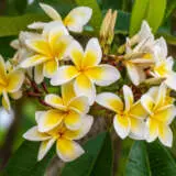 Frangipani White Pplfrawh200 - Garden Express Australia