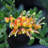 Grevillea Goldtouch Pplgregto - Garden Express Australia