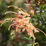 Grevillea Mallee Dawn Pplgremda - Garden Express Australia