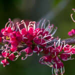 Melicope Rubra Lpomelrub - Garden Express Australia