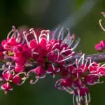 Enviro-friendly Plants That Attract Butterflies Melicope Rubra Lpomelrub - Garden Express Australia