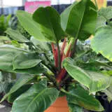 Philodendron Rojo Congo Lpophirco - Garden Express Australia
