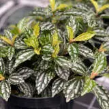 Pilea Aluminium Plant 2021 Pplpilap - Garden Express Australia