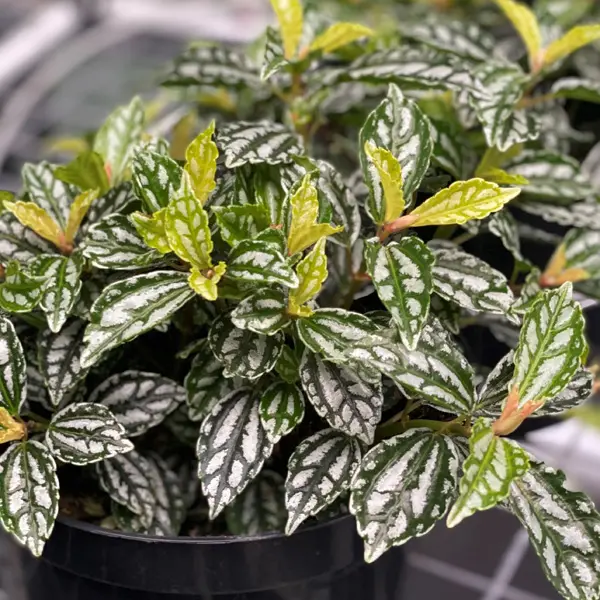 Pilea Aluminium Plant