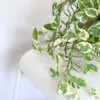 Easy-Care Indoor Plants to Brighten Your Home Pothos Devils Ivy Pearls Jade Pplpotdipj - Garden Express Australia