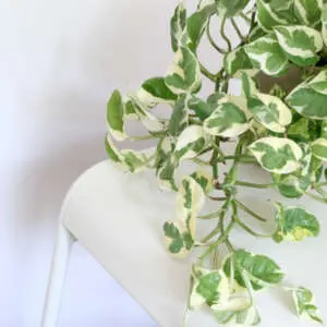 The Best Hanging Plants To Liven Up Your Garden & Home Pothos Devils Ivy Pearls Jade Pplpotdipj - Garden Express Australia