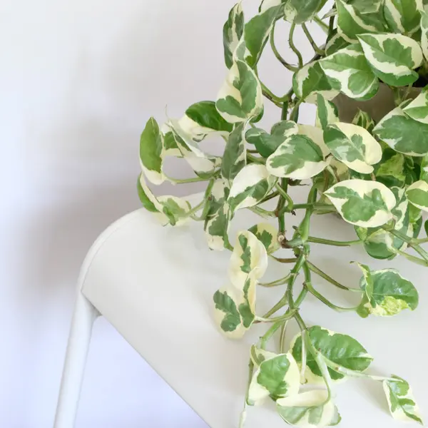Easy-care Indoor Plants To Brighten Your Home Pothos Devils Ivy Pearls Jade Pplpotdipj - Garden Express Australia