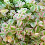 Crassula Purple Dragon Sedum Little Missy Pplsedlmi - Garden Express Australia