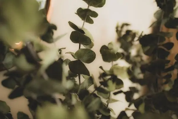 Colourful Foliage Plants For Your Garden 01 - Garden Express Australia