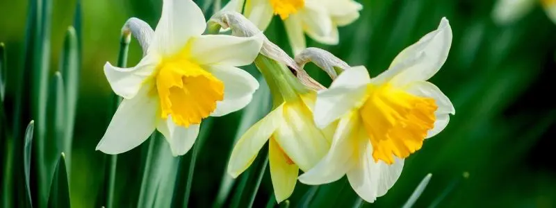 Daffodil Thalia 1 - Garden Express Australia