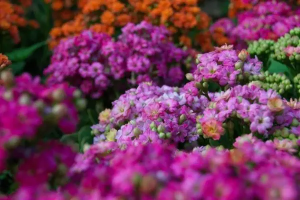 Colourful Foliage Plants For Your Garden 12 - Garden Express Australia