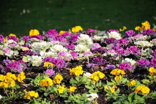 Colourful Foliage Plants For Your Garden 13 - Garden Express Australia